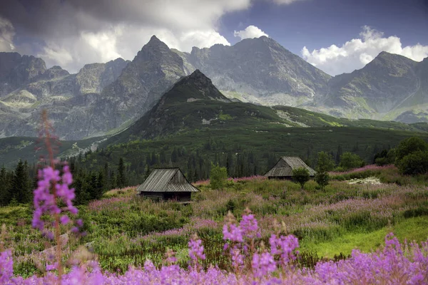 Hala Gasienicowa in the Tatra Mountains, Mountain landscape in bloom (Epilobium angustifolium).