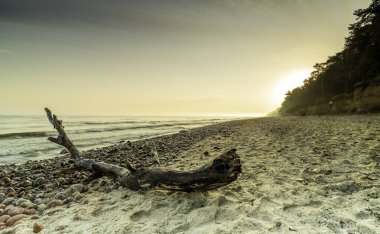 Stick on stones on the beach of the Baltic Sea. Sunrise.