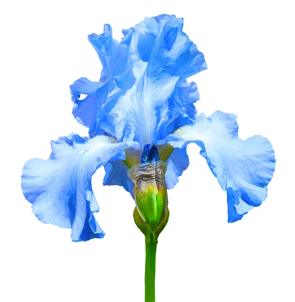Irisblüte Stockbild