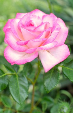 gül yaprakları ile