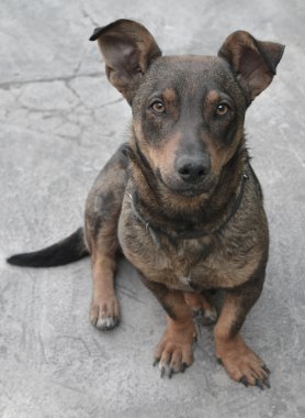 sevimli köpek yavrusu