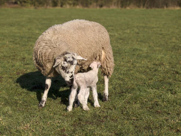 Baby lam en moeder — Stockfoto