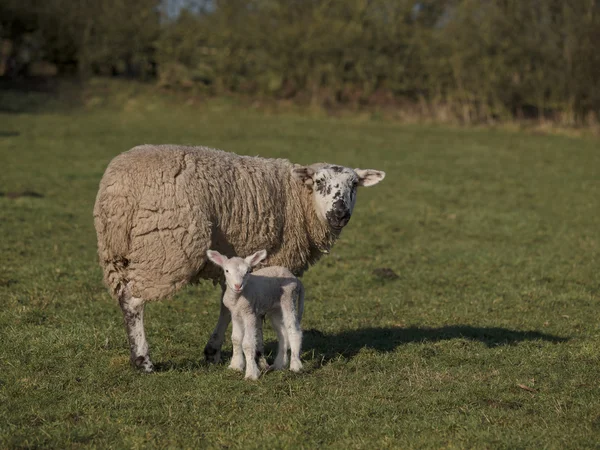Pasgeboren lam en moeder — Stockfoto
