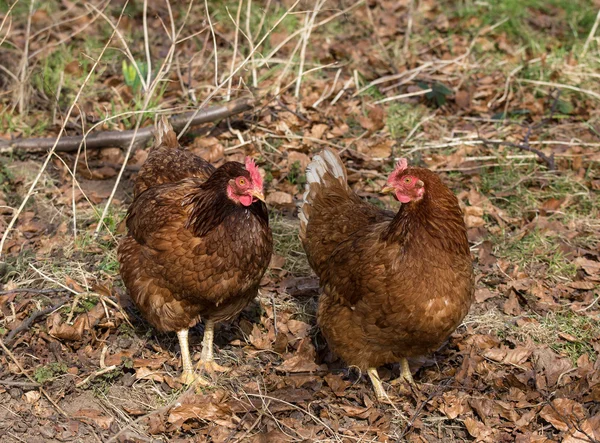 Deux poules d'élevage libres — Photo