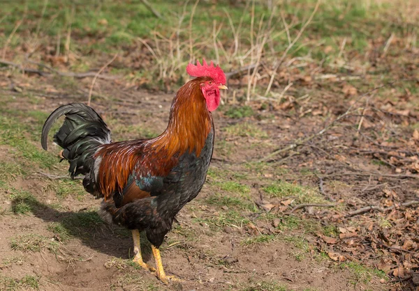 Welsummer cockerel — Stock Photo, Image