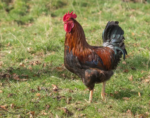 Welsummer cockerel — Stock Photo, Image