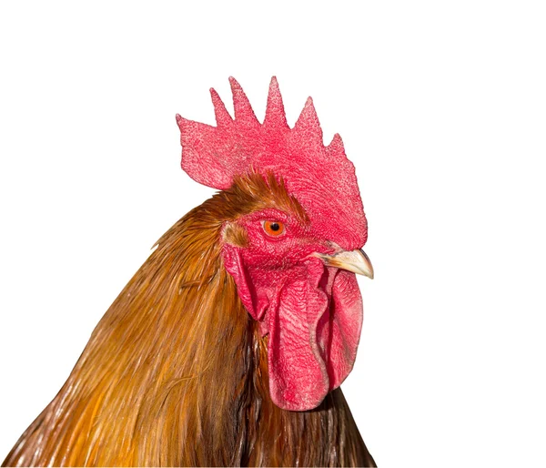 Rooster head — Stock Photo, Image