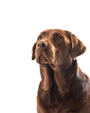 çikolata labrador