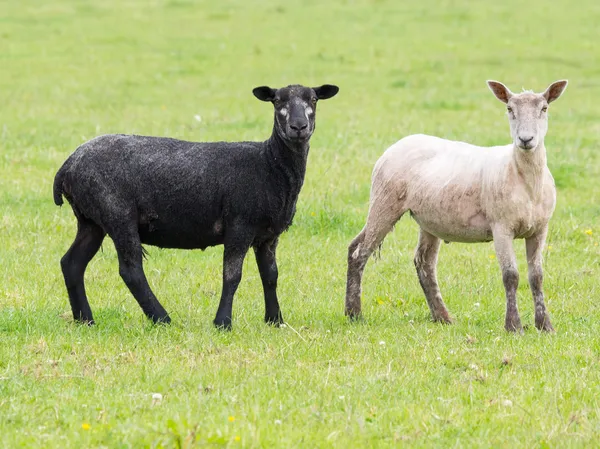 Schwarze und weiße Schafe — Stockfoto