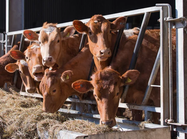 Guersney cattle in cowshed — Stock Photo, Image