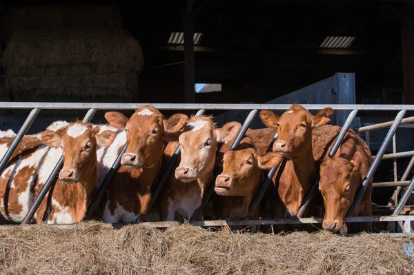 Guersney kvæg i cowshed - Stock-foto