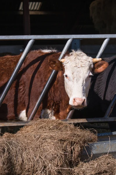 Hereford inek — Stok fotoğraf