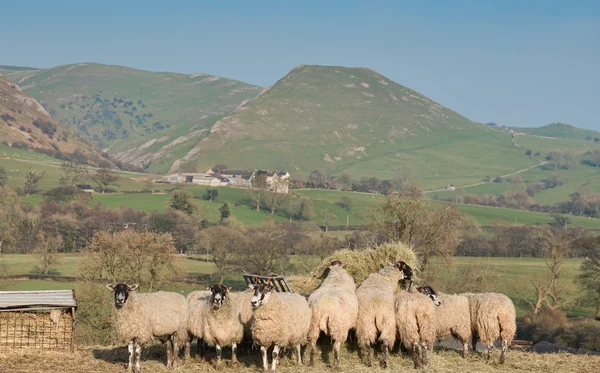 Hjorden av får på kullen gård — Stockfoto