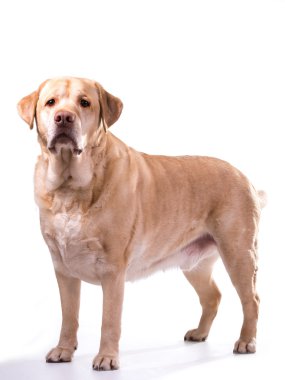 Golden labrador kilolu