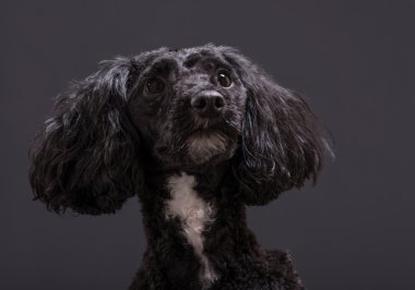 Cockapoo spaniel ve fino köpeği melez çapraz