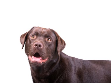 çikolata labrador
