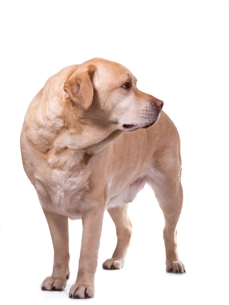 Golden labrador kilolu