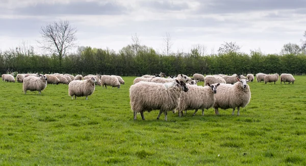 Troupeau de moutons dans la prairie — Photo