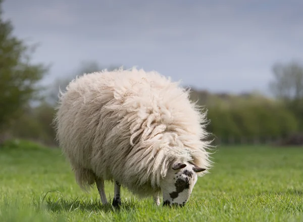 Moutons debout dans la prairie — Photo