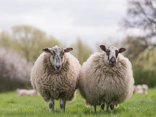 Moutons debout dans la prairie — Photo