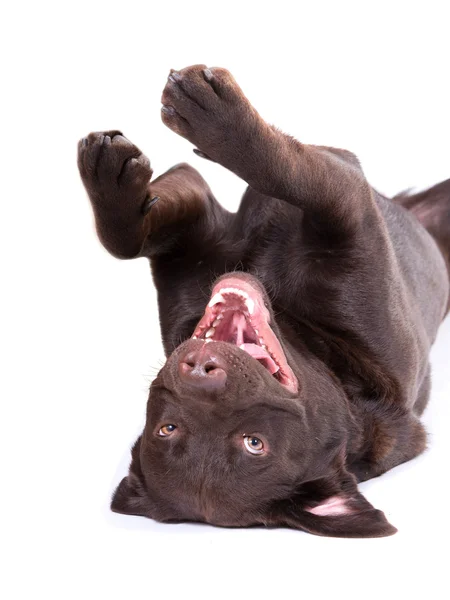 çikolata labrador