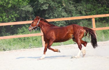 kırmızı at çiftliğinde çalışıyor. açık havada