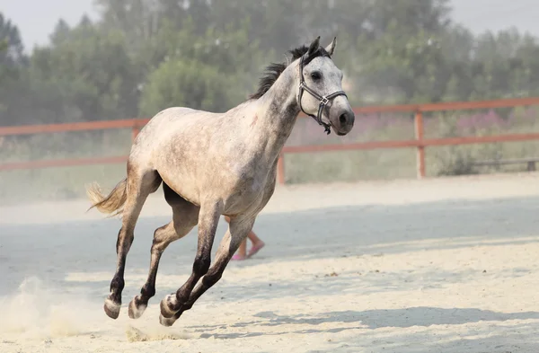 Running white horse. Outdoor — Stock Photo, Image