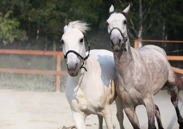 Twee lopende witte paard. buiten — Stockfoto