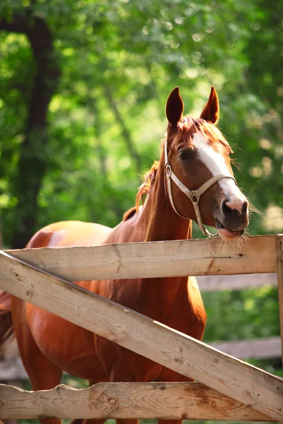 Ingefära häst på gården. utomhus — Stockfoto