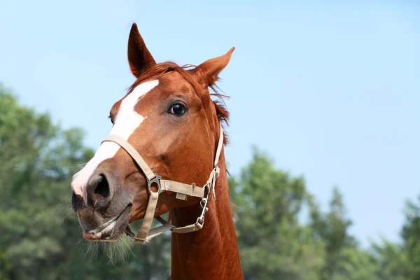 Merkelig portrett av ingefærhest. Utendørs – stockfoto