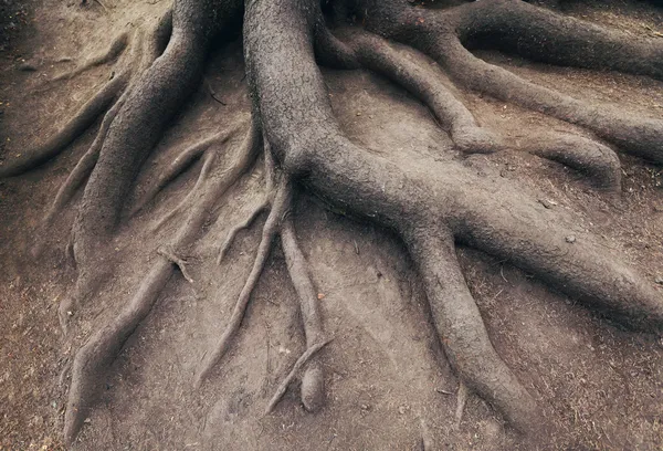 Vieille racine d'arbre, en forêt. Paysage de la nature — Photo