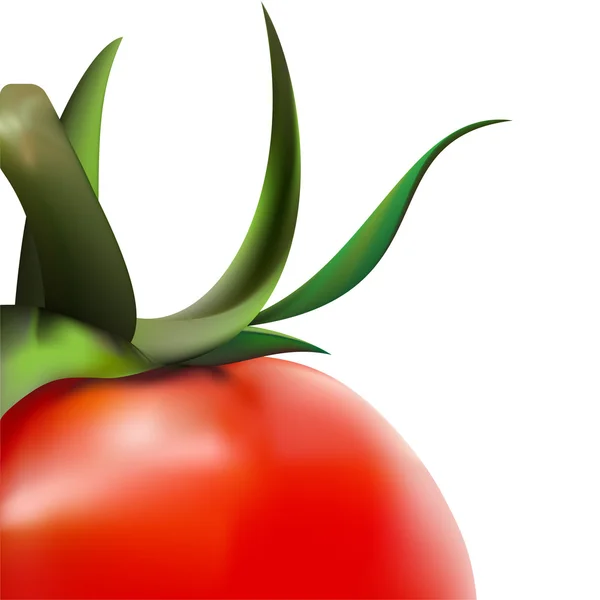 Primer plano del tomate en vector — Vector de stock