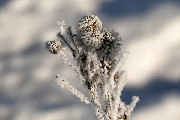 Close up of dry grass under snow — Stock Photo, Image