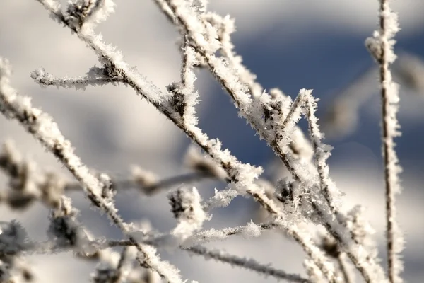 Закрыть сухую траву под снегом — стоковое фото