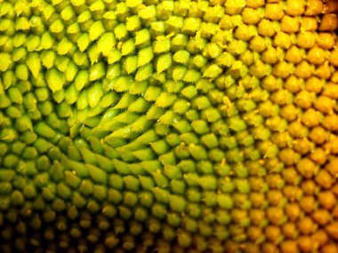 Ayçiçeği Arkaplanı