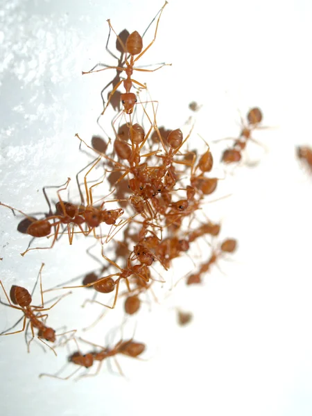 Rote Ameisen — Stockfoto