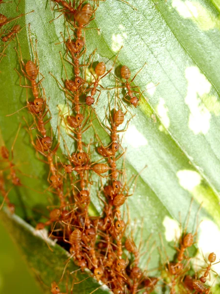 Hormigas rojas —  Fotos de Stock