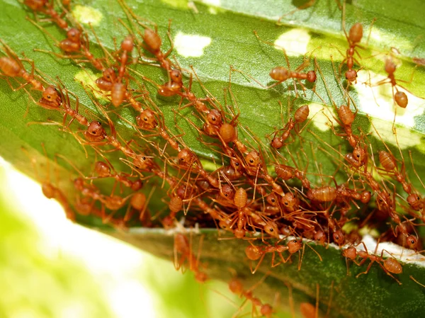 Red ants — Stock Photo, Image