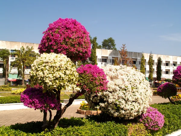 Hermosas flores — Foto de Stock