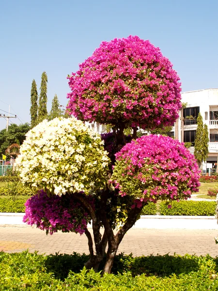 Bellissimi fiori — Foto Stock