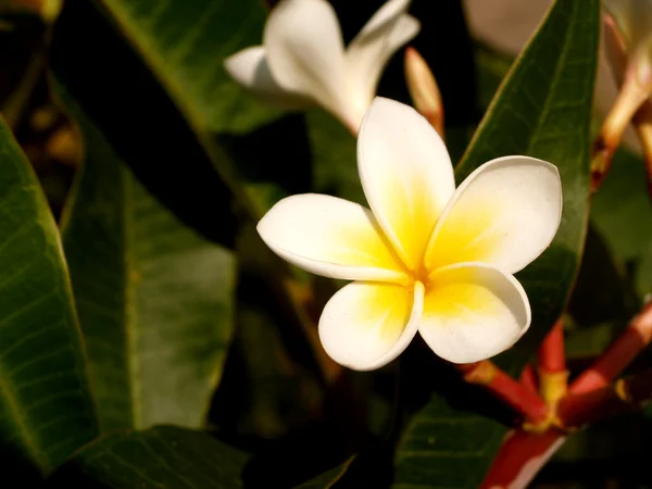 Beautiful flowers — Stock Photo, Image