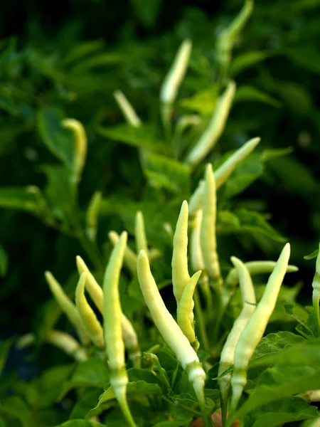 Ensemble de légumes — Photo