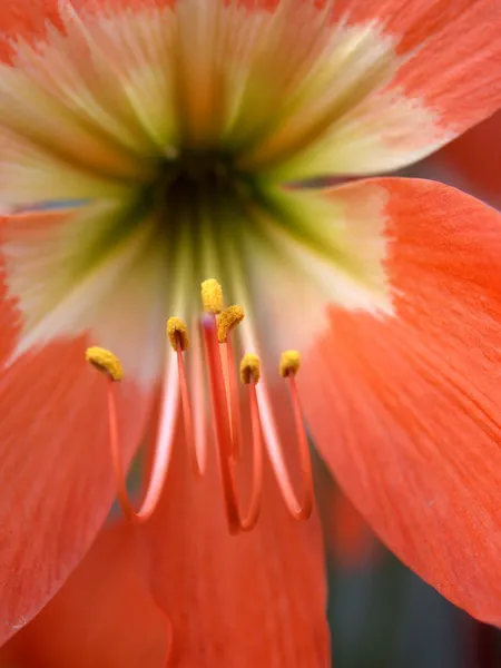 Beautiful flowers — Stock Photo, Image