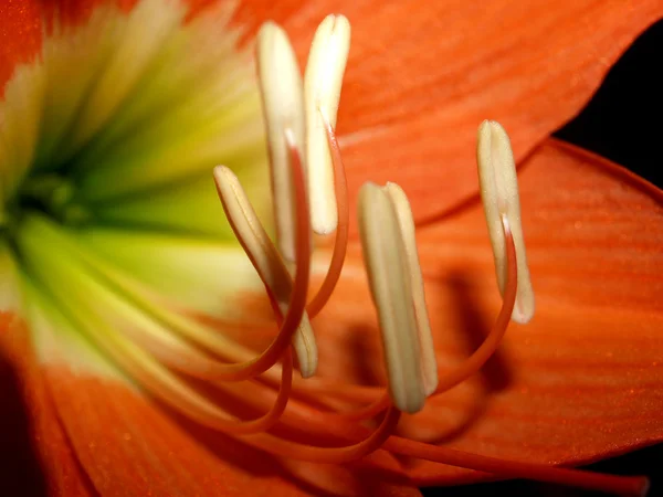 Piękne kwiaty — Zdjęcie stockowe