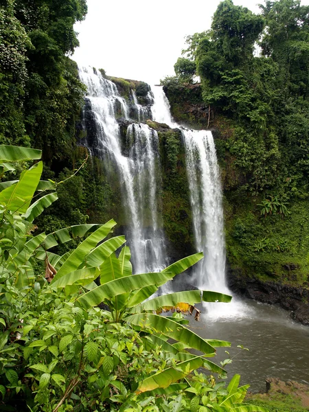 Contexto florestal — Fotografia de Stock