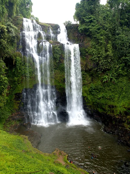 Contexto florestal — Fotografia de Stock