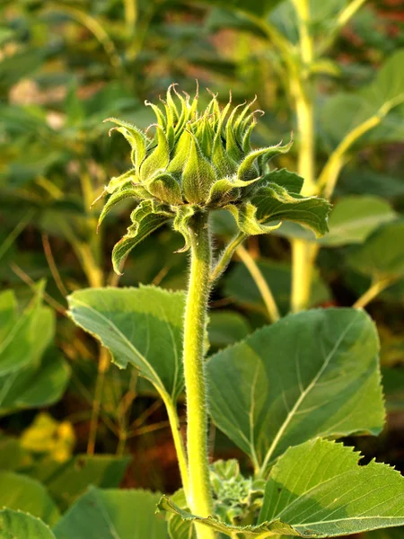 Zonnebloem veld stockfoto — Stockfoto