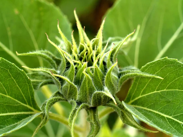 Campo di girasole Foto D'archivio — Foto Stock