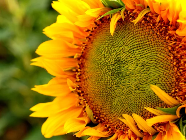 Champ de tournesol Stock Photo — Photo