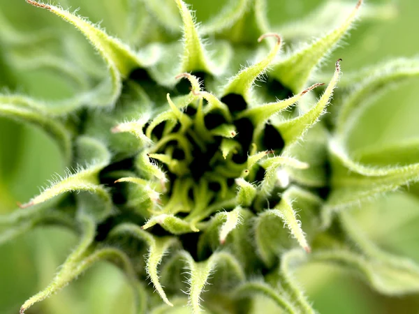 Campo de girasol Stock de Foto —  Fotos de Stock